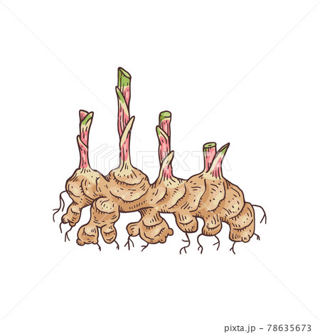 Hand drawn ginger root with plant shoots engraving vector illustration isolated. Hand drawn ginger root with plant shoots engraving vector illustration isolated. 78635673
