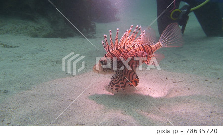 毒のある魚 ミノカサゴ 78635720