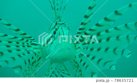 毒のある魚 ミノカサゴ 毒のある魚 ミノカサゴ 78635721