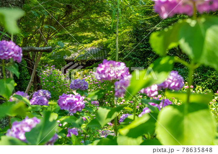 三河のあじさい寺、本光寺〈愛知県額田郡〉 78635848