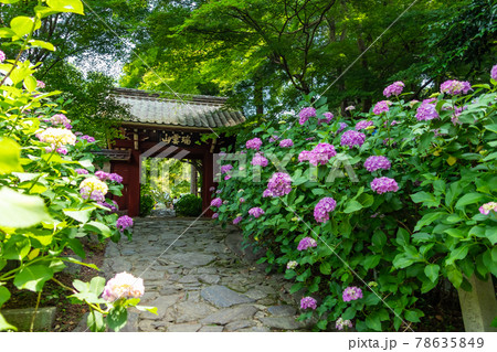 三河のあじさい寺、本光寺〈愛知県額田郡〉 78635849