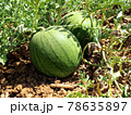Unripe watermelons in the fields in Israel 78635897