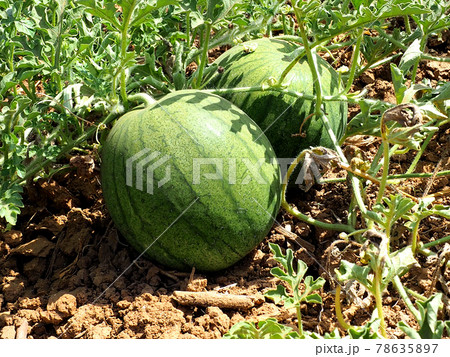 Unripe watermelons in the fields in Israel 78635897