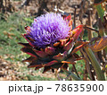 Pretty organic purple artichoke flower in bloom 78635900