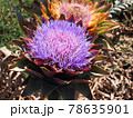 Pretty organic artichoke flower 78635901