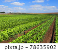 Lettuce field in Israel 78635902