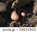 Israeli potatoes in the ground during harvest 78635903