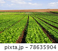 Fresh lettuce field in Israel 78635904