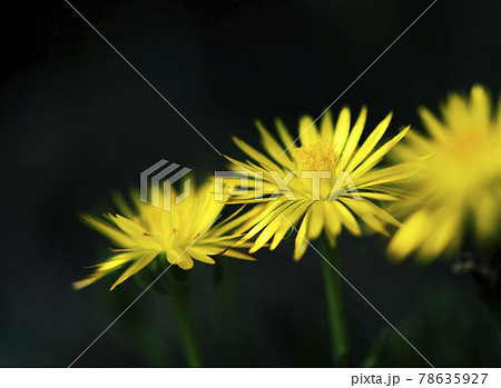 午後遅くのサンジソウ1 78635927