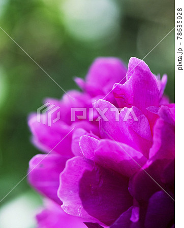 木漏れ日が透ける野草化したシャクヤクの花びら1 78635928