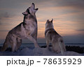 a seasoned adult predator wolf teaches his wolf pup to howl at sunset on a winter day on the banks of a frozen river  78635929