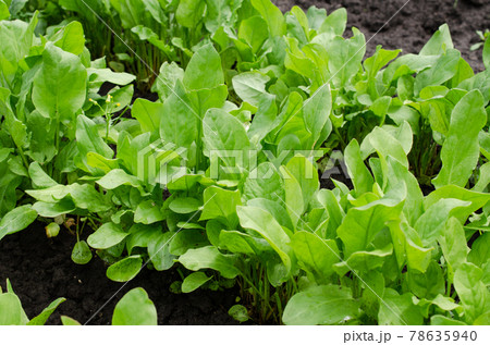 Fresh Organic Sorrel Growing in Garden Green Sorrel Leaves on Garden Bed 78635940