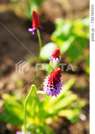 プリムラビアリー、ホザキサクラソウ（ビアリー種） 78636000