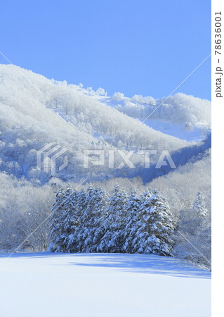洞爺湖町のトドマツと樹氷林 洞爺湖町のトドマツと樹氷林 78636001