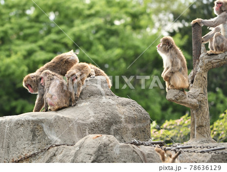 動物園のニホンザル 78636129