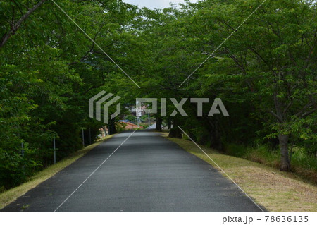 新緑 宮川堤 新緑 宮川堤 78636135