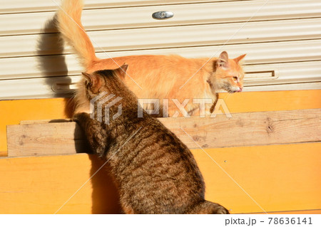 猫 猫 78636141