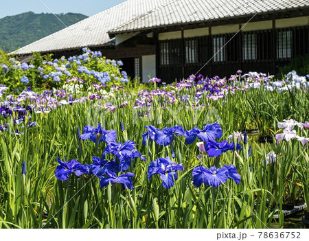 菖蒲 菖蒲 78636752