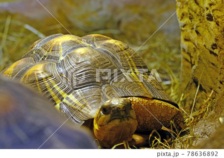Close-up on a small turtle in the park. 78636892