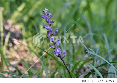 ヤブランの花 ヤブランの花 78636953