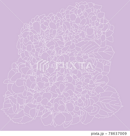 紫陽花の白い線画のイラストのイラスト素材