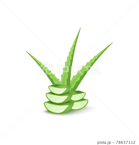 Composition of aloe vera leaves whole and cut,flat vector illustration isolated. 78637112