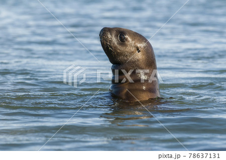 Sea Lion , Patagonia, Argentina 78637131