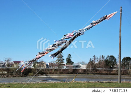 歴舟川清流鯉のぼり(北海道大樹町) 歴舟川清流鯉のぼり(北海道大樹町) 78637153