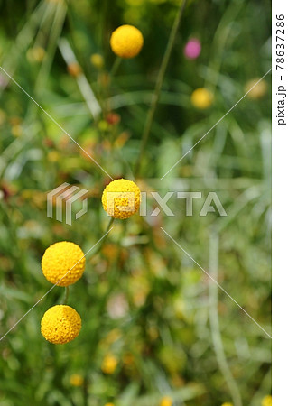 丸く浮かぶクラスペディアの写真素材