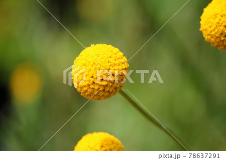 丸く浮かぶクラスペディアの写真素材