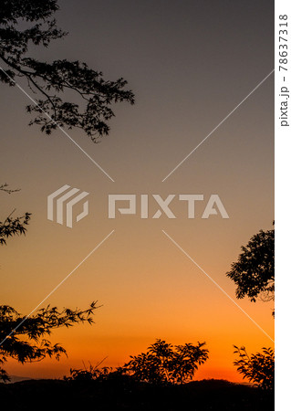 紅に染まる空と木の陰 78637318