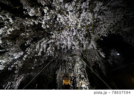専称寺夜桜 専称寺夜桜 78637594