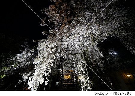 専称寺夜桜 78637596