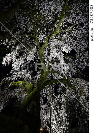 専称寺夜桜 専称寺夜桜 78637608