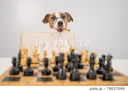 Smart dog jack russell terrier in glasses plays chess and holds a queen in his mouth on a white background. 78637666