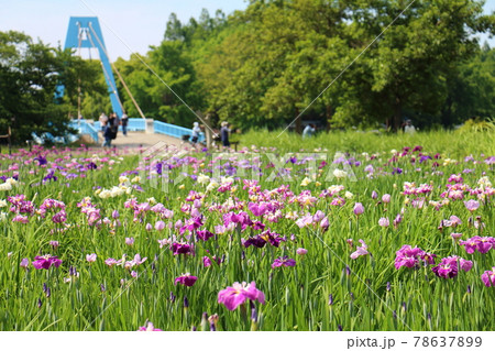 東京都葛飾区にある水元公園の花菖蒲と水元大橋 78637899