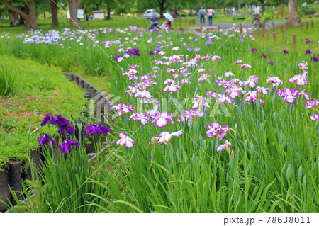 東京都葛飾区にある水元公園の花菖蒲 六月初旬 東京都葛飾区にある水元公園の花菖蒲 六月初旬 78638011