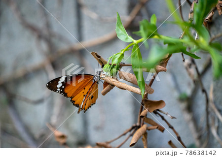 Butterflies in the forests of Taiwan are characterized by black, brown and white wings. 78638142