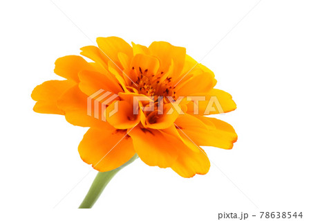 Growing marigold isolated on white 78638544