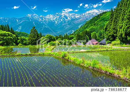 《長野県》日本の原風景・初夏の青鬼集落 78638677