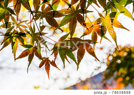 Transparent Jagged Edge Maple Leaf Sunlight Stock Photo 1226539981