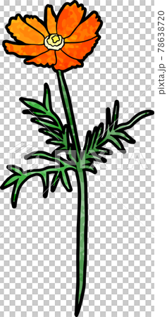 波斯菊(橙色) 波斯菊(橙色) 78638720