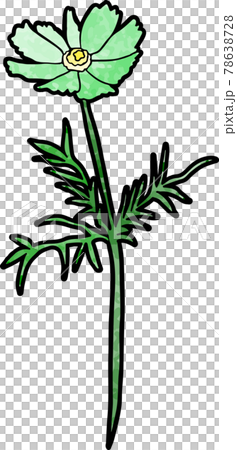 波斯菊(綠色) 波斯菊(綠色) 78638728
