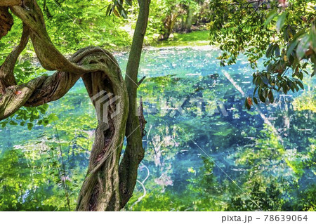 初夏の丸池様 山形県遊佐町 初夏の丸池様 山形県遊佐町 78639064