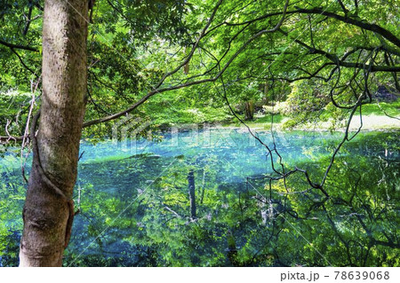 初夏の丸池様　山形県遊佐町 78639068