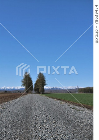北海道の風景「カラマツ並木」 北海道の風景「カラマツ並木」 78639454