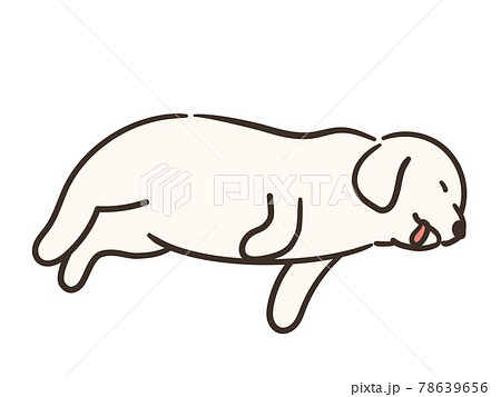 寝ている白い犬 大型犬のイラスト素材