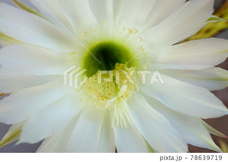 サボテンの白い花の写真素材