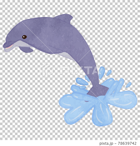 海豚從水面跳躍 78639742