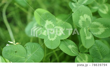 新緑の季節の四つ葉のクローバー 78639794